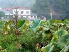 江西：增創江西中醫藥優勢，提升帶動大健康產業規劃發展