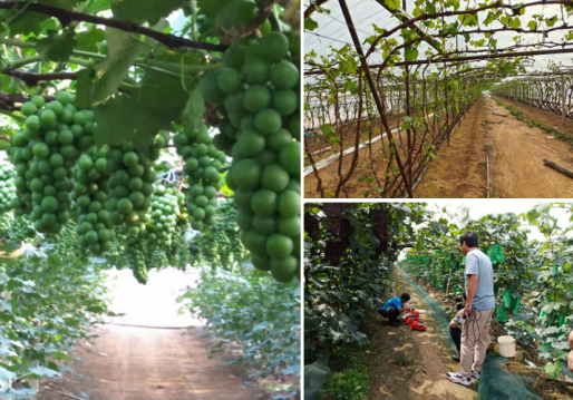 中國“水果之鄉、海蜇之鄉”蓋州市積極爭創國家現代農業產業園